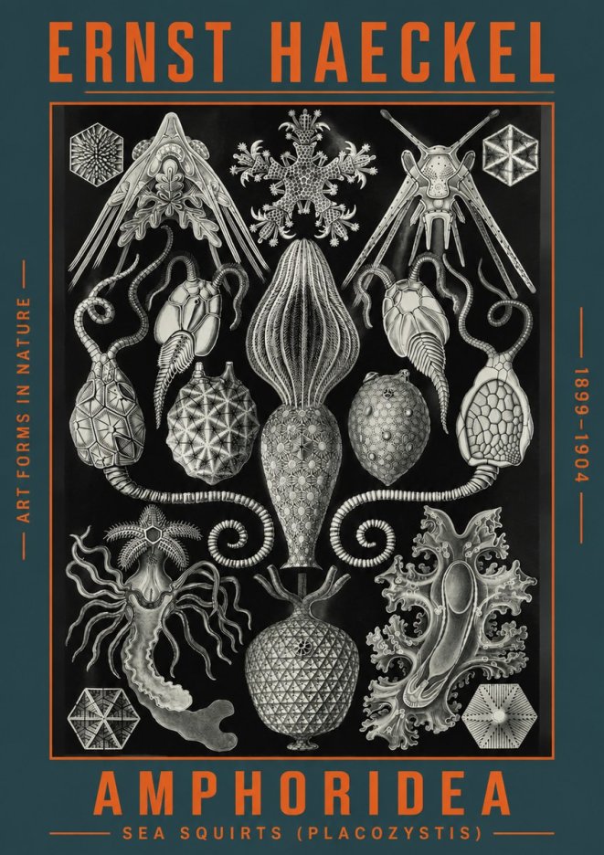 Ernst Haeckel Amphoridea No4 - Affiche