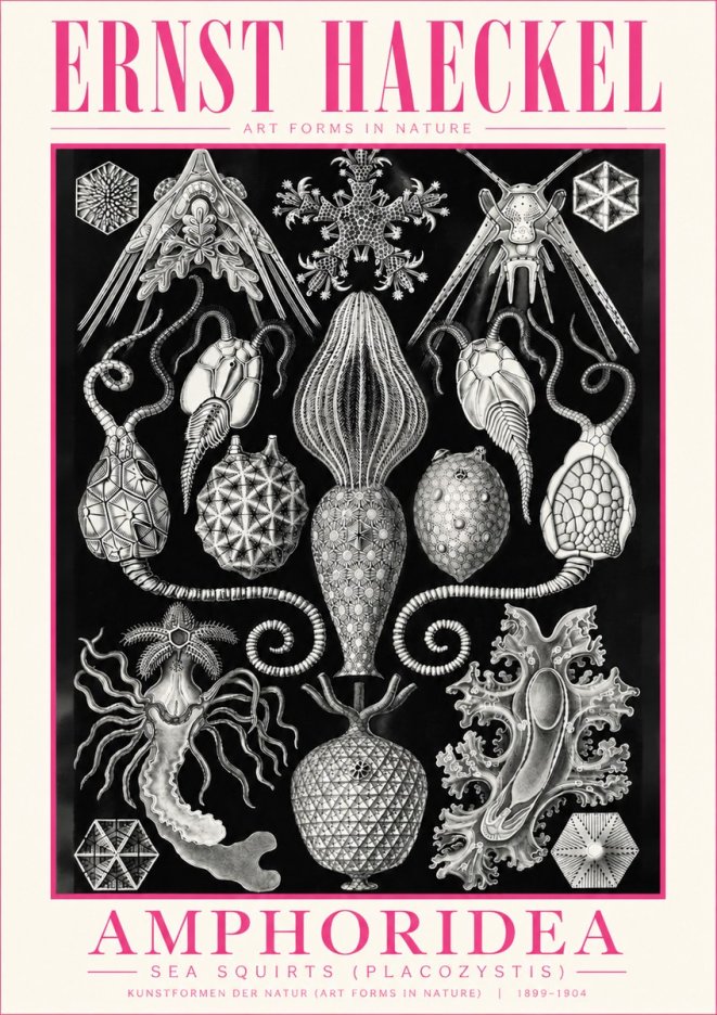 Ernst Haeckel Amphoridea No5 - Affiche