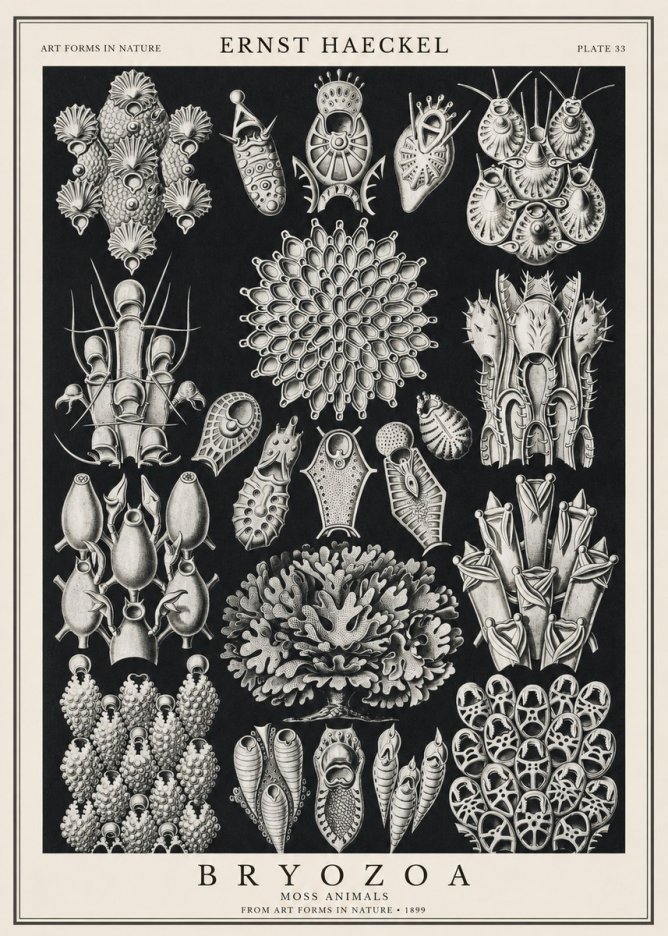 Ernst Haeckel Bryozoa No1 - Affiche