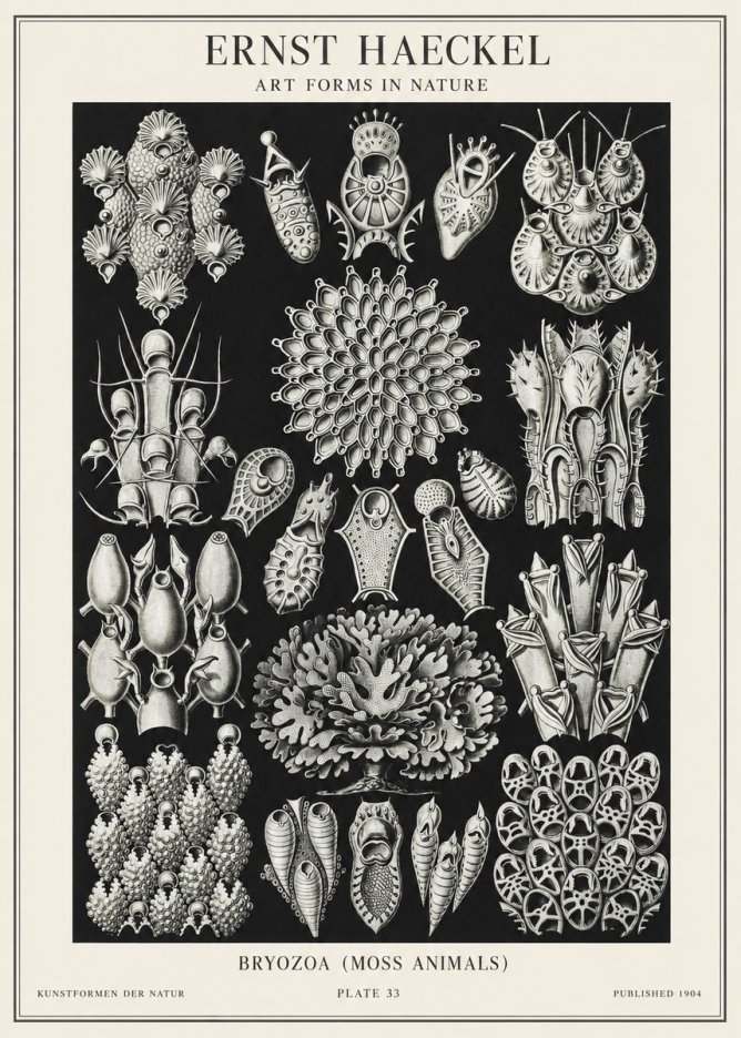 Ernst Haeckel Bryozoa No2 - Affiche