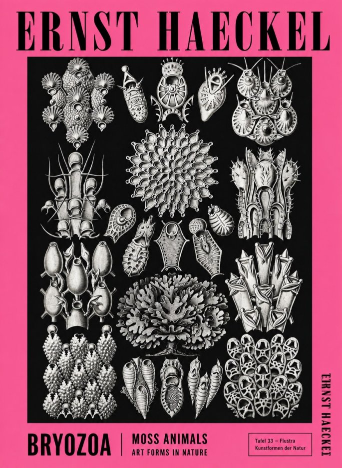 Ernst Haeckel Bryozoa No4 - Affiche