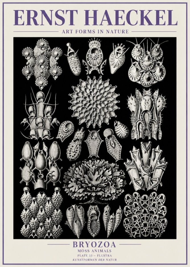 Ernst Haeckel Bryozoa No6 - Affiche