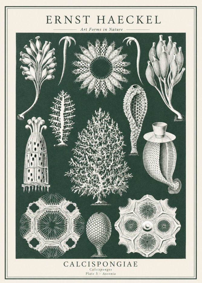 Ernst Haeckel Calcispongiae - Calcisponiges - Plate 5 - Asconia No1 - Affiche
