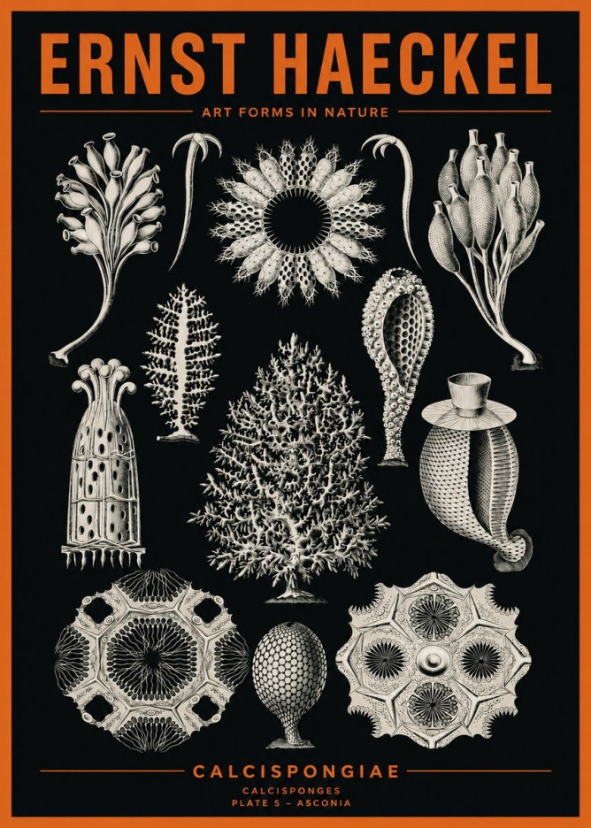 Ernst Haeckel Calcispongiae - Calcisponiges - Plate 5 - Asconia No2 - Affiche