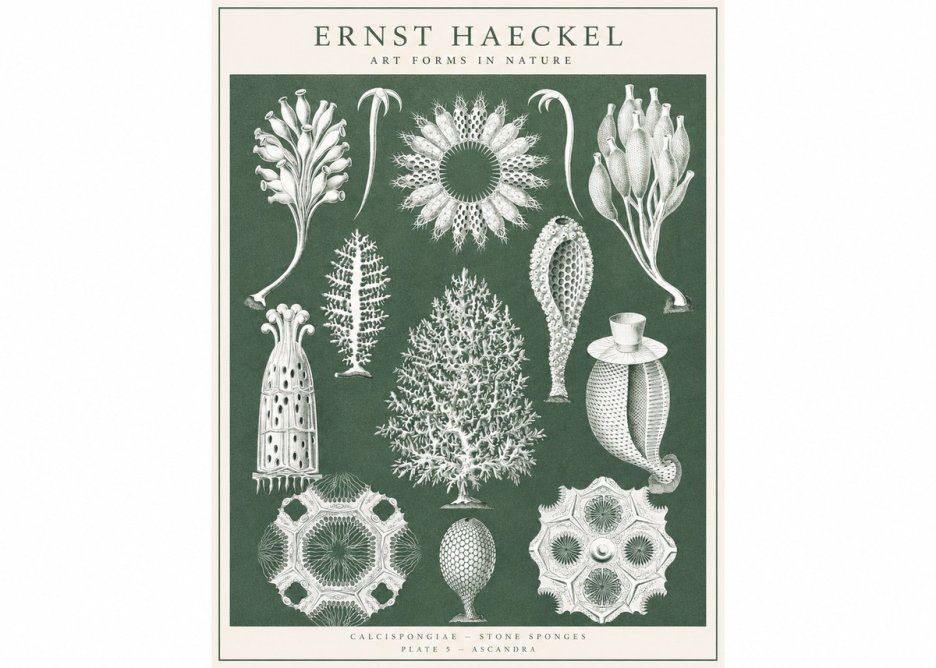 Ernst Haeckel Calcispongiae - Calcisponiges - Plate 5 - Asconia No3 - Affiche