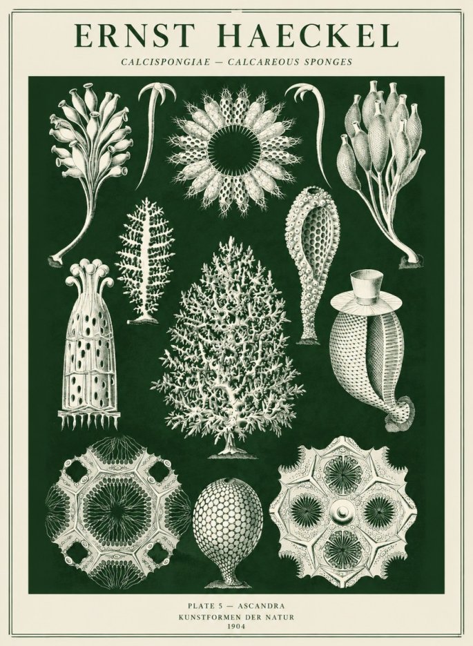 Ernst Haeckel Calcispongiae - Calcisponiges - Plate 5 - Asconia No5 - Affiche