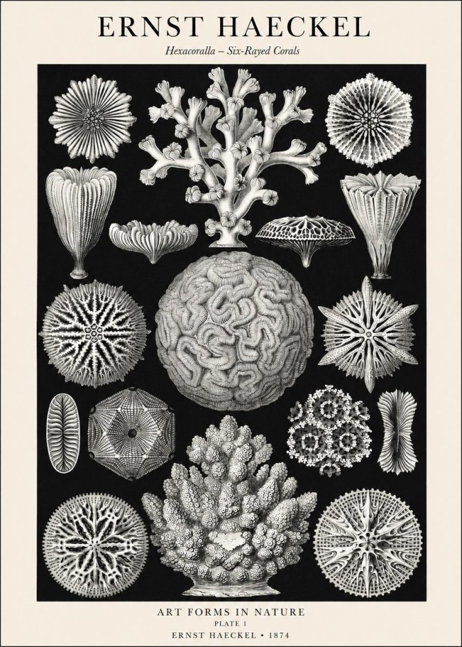 Ernst Haeckel Hexacoralla – Six-rayed Corals No1 - Affiche