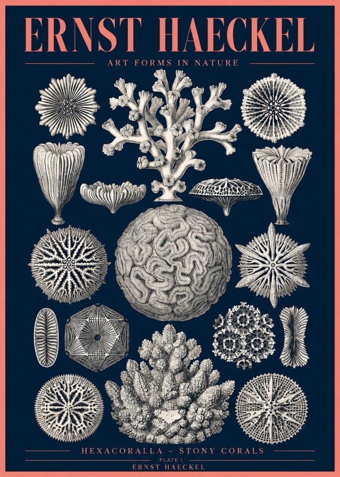 Ernst Haeckel Hexacoralla – Six-rayed Corals No4 - Affiche