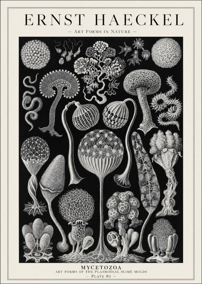 Ernst Haeckel Mycetozoa No1 - Affiche