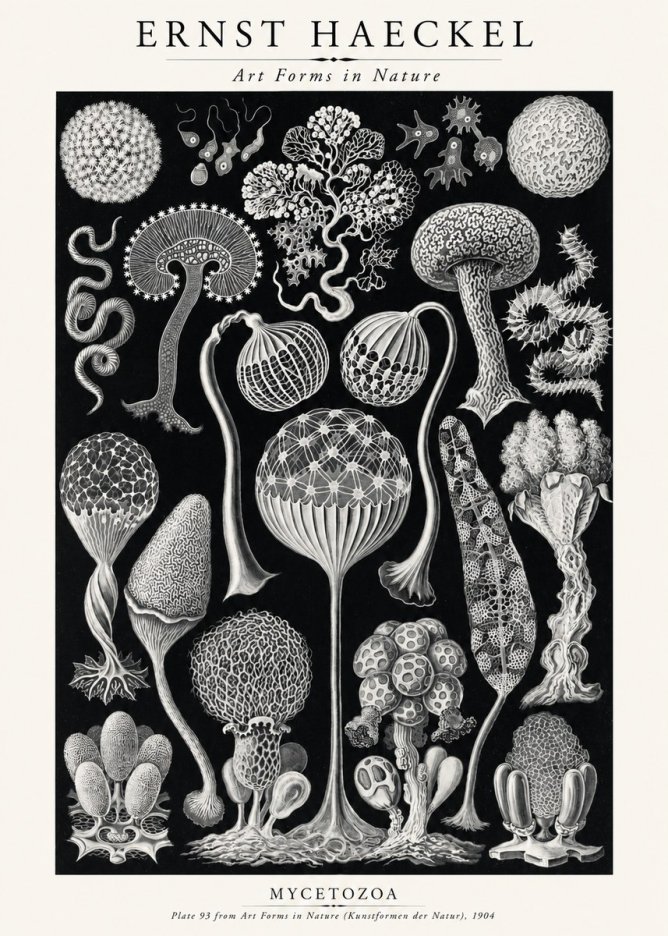 Ernst Haeckel Mycetozoa No2 - Affiche