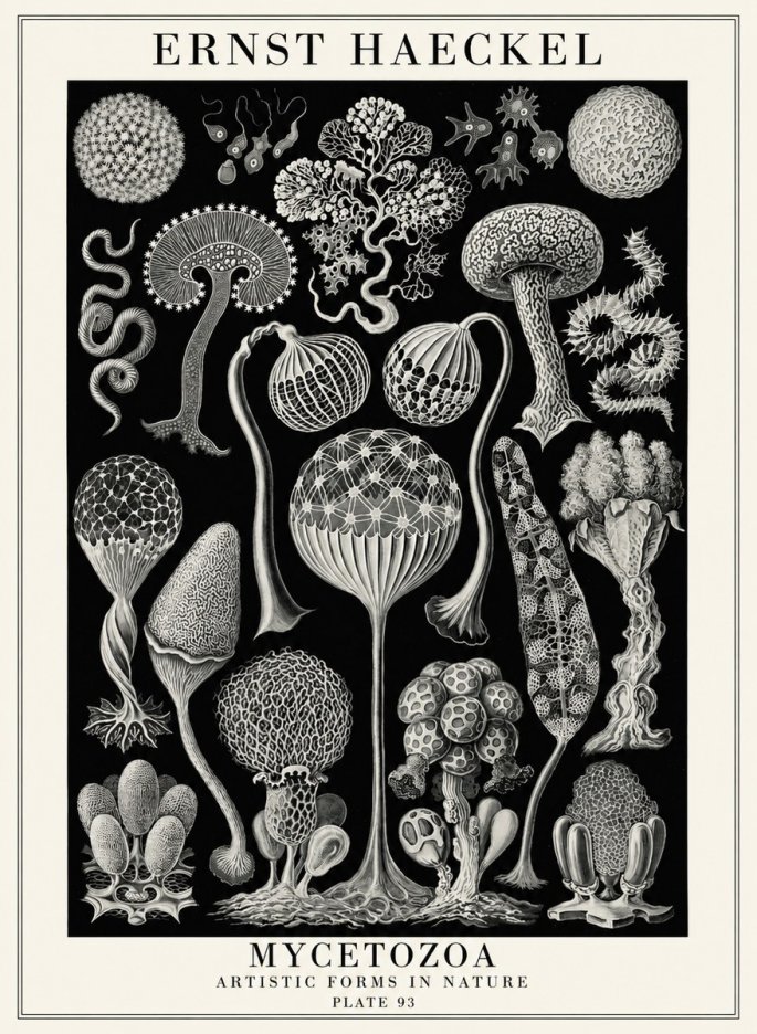 Ernst Haeckel Mycetozoa No4 - Affiche