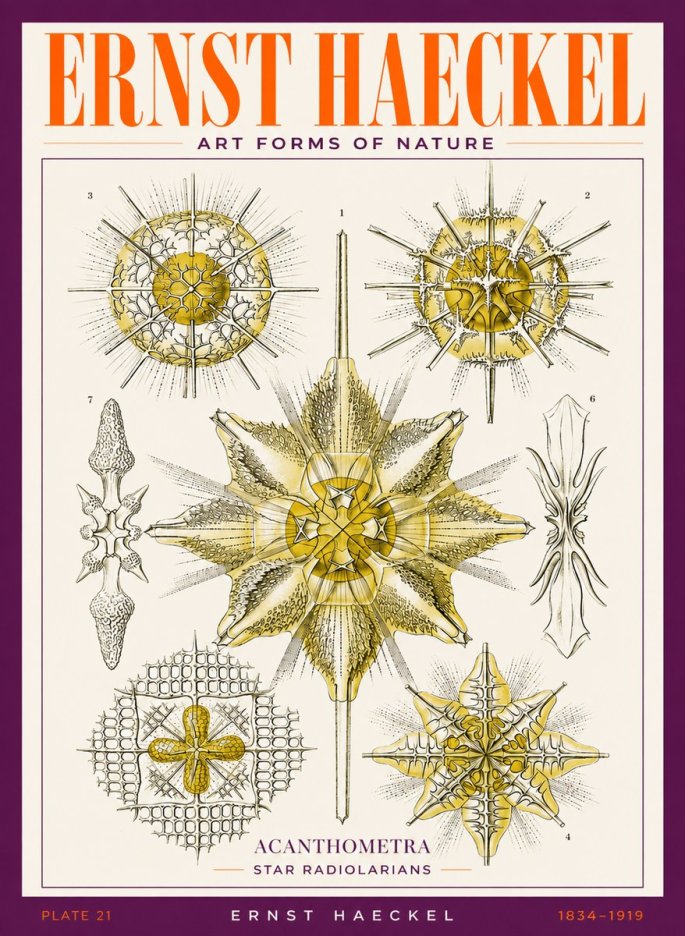 Ernst Haeckel Acanthometra - Star Radiolarians No3 - Affiche