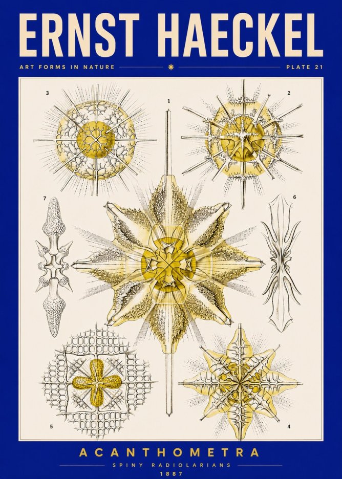 Ernst Haeckel Acanthometra - Star Radiolarians No5 - Affiche