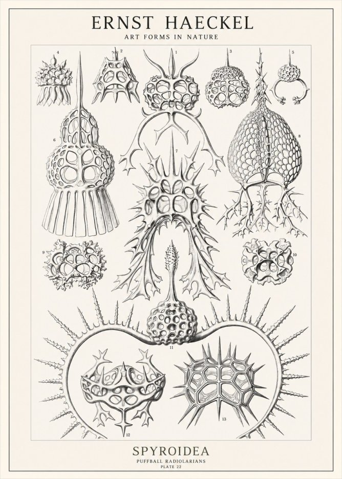 Ernst Haeckel Spyroidea - Puffball Radiolarians - Plate 22 No1 - Affiche