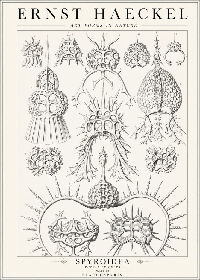 Ernst Haeckel Spyroidea - Puffball Radiolarians - Plate 22 No2 - Affiche