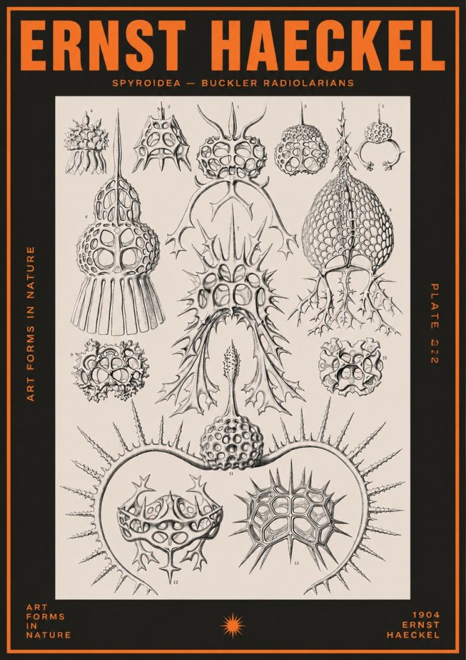 Ernst Haeckel Spyroidea - Puffball Radiolarians - Plate 22 No5 - Affiche