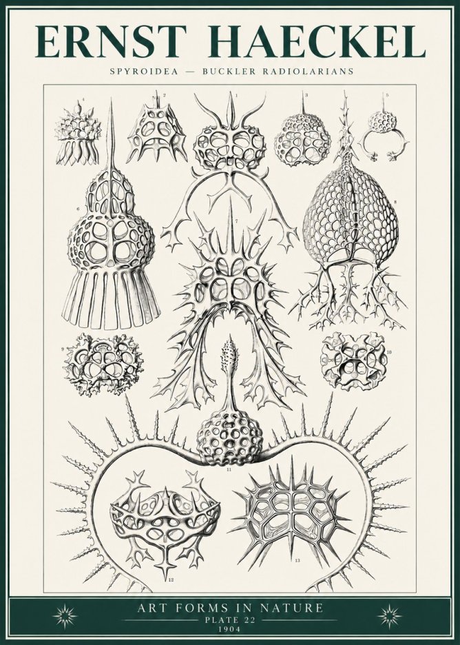 Ernst Haeckel Spyroidea - Puffball Radiolarians - Plate 22 No6 - Affiche