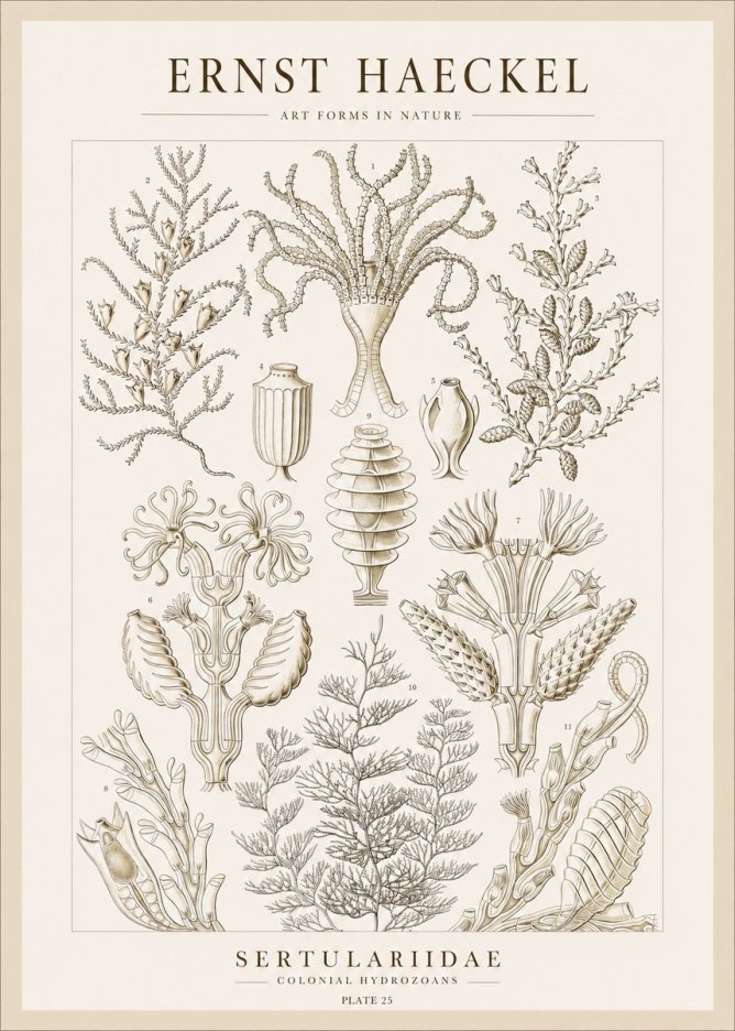 Ernst Haeckel Sertulariidae No1 - Affiche