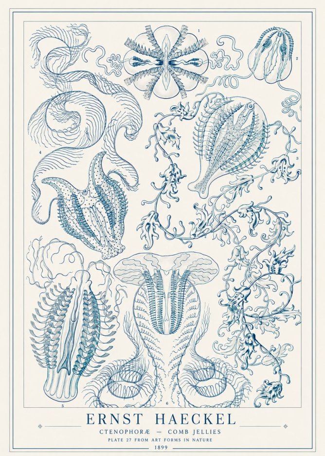 Ernst Haeckel Ctenophoræ – Comb Jellies No1 - Affiche