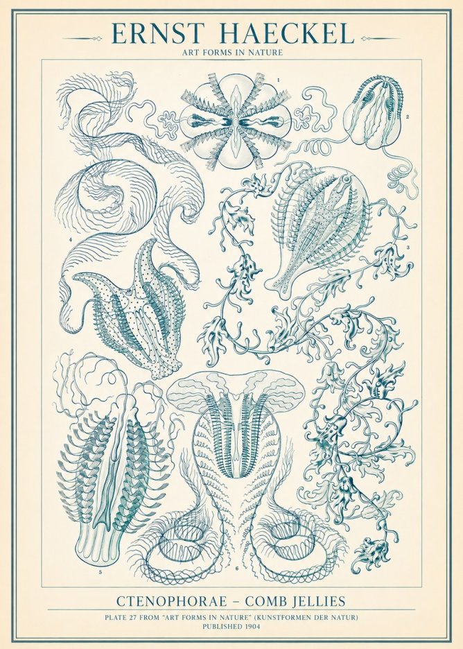 Ernst Haeckel Ctenophoræ – Comb Jellies No2 - Affiche