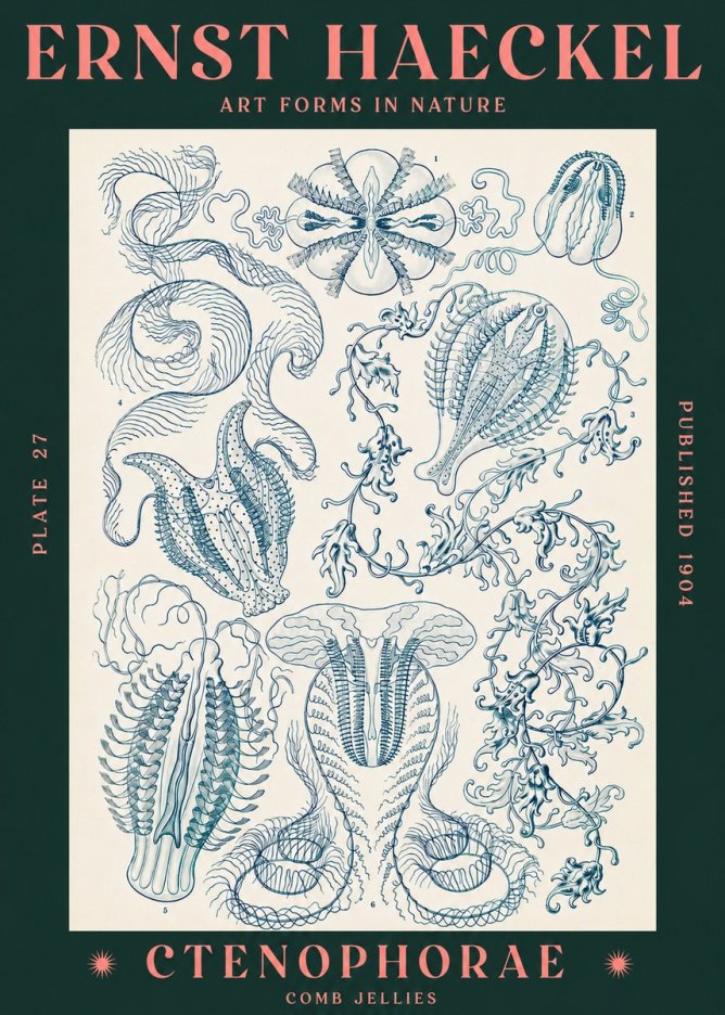 Ernst Haeckel Ctenophoræ – Comb Jellies No3 - Affiche