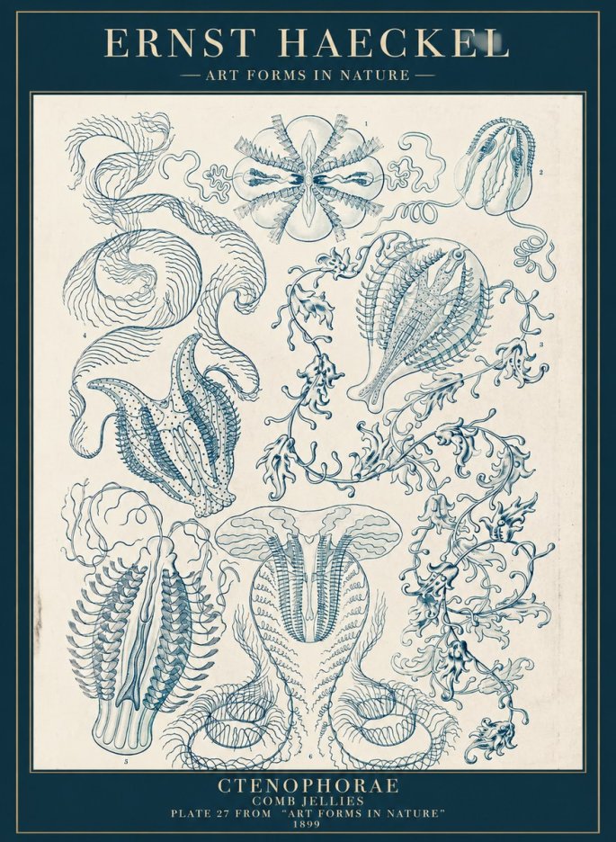 Ernst Haeckel Ctenophoræ – Comb Jellies No5 - Affiche