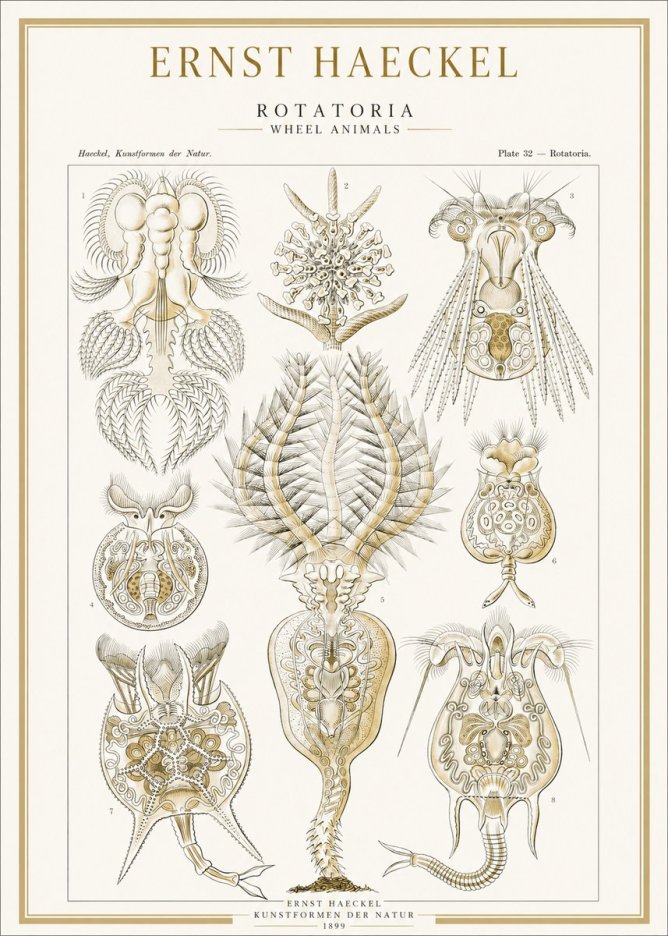 Ernst Haeckel Rotatoria - Wheel Animals No1 - Affiche