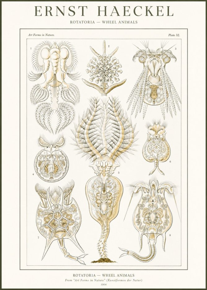 Ernst Haeckel Rotatoria - Wheel Animals No2 - Affiche