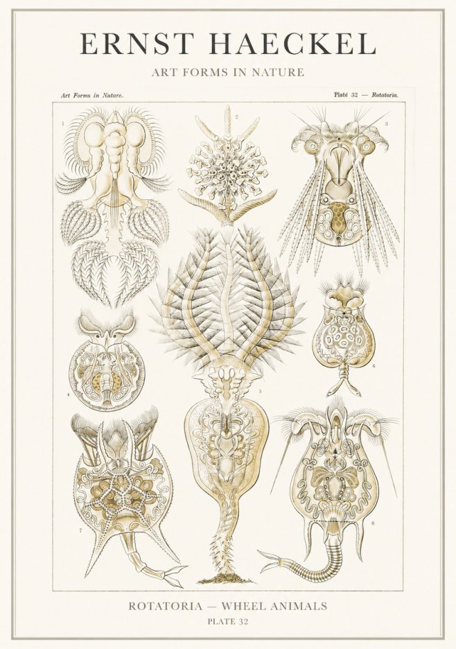 Ernst Haeckel Rotatoria - Wheel Animals No3 - Affiche