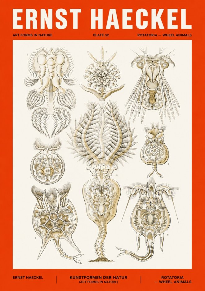 Ernst Haeckel Rotatoria - Wheel Animals No4 - Affiche