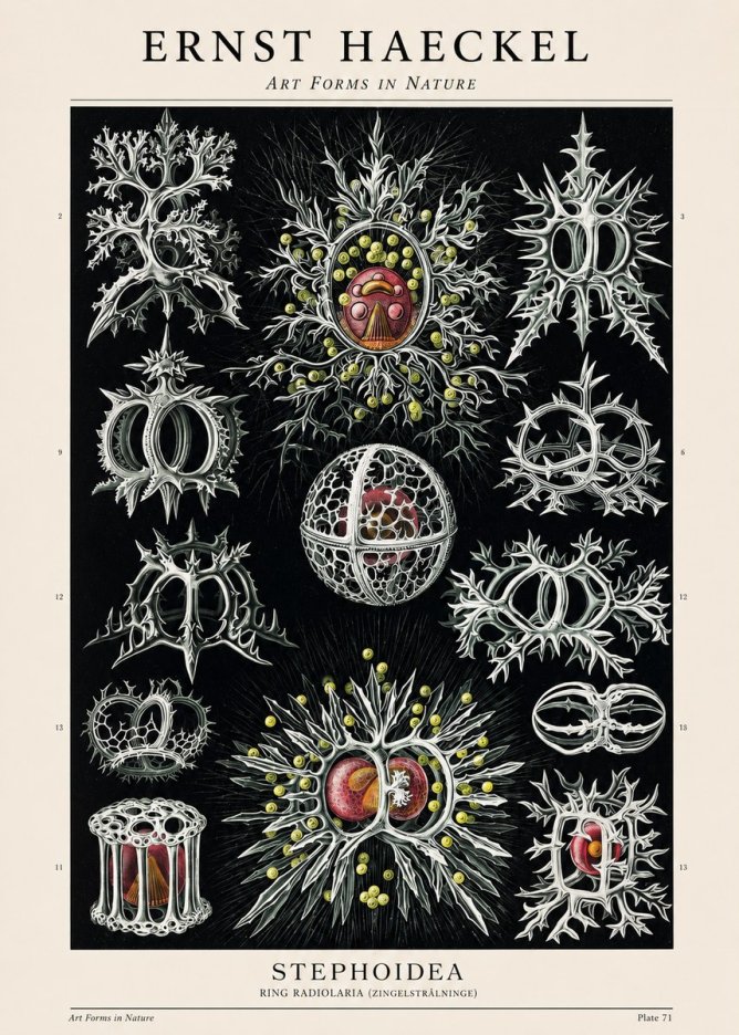Ernst Haeckel Stephoidea No1 - Affiche