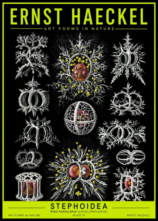 Ernst Haeckel Stephoidea No2 - Affiche