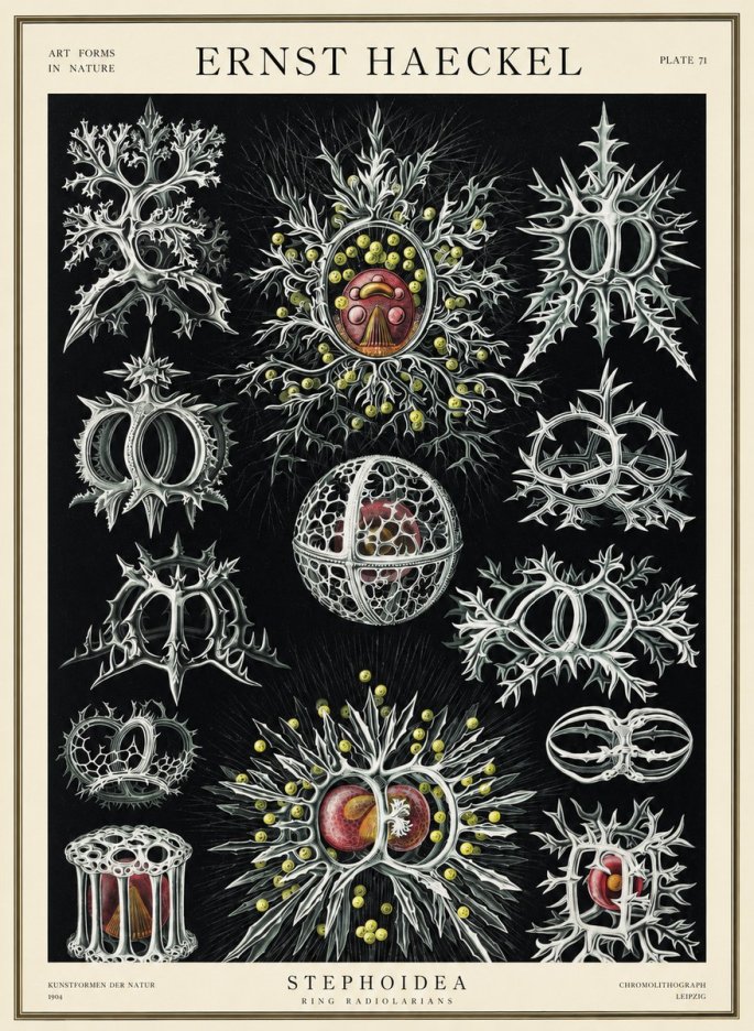 Ernst Haeckel Stephoidea No3 - Affiche