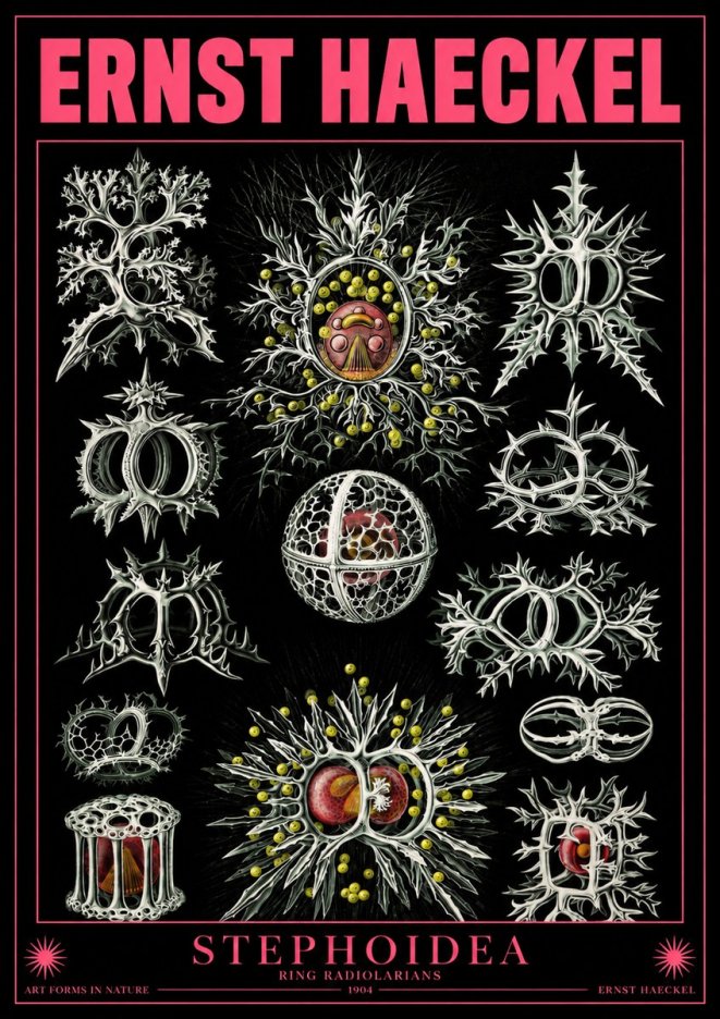 Ernst Haeckel Stephoidea No4 - Affiche