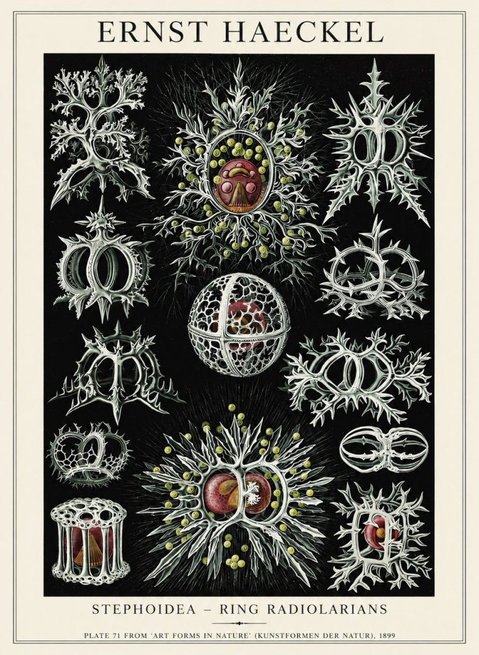 Ernst Haeckel Stephoidea No6 - Affiche