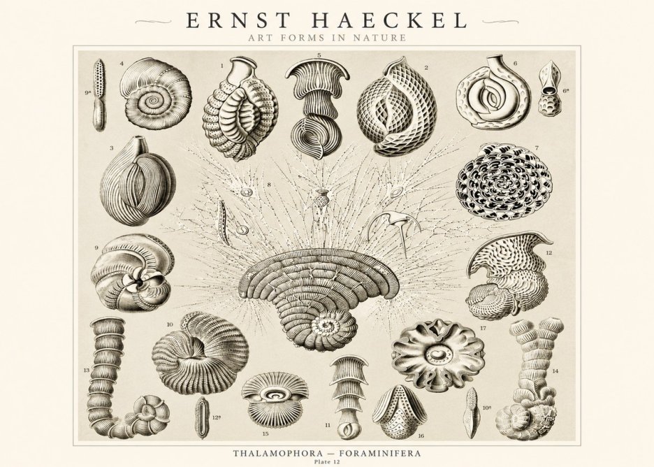 Ernst Haeckel Thalamophora – Foraminifera Plate 12 No1 - Affiche