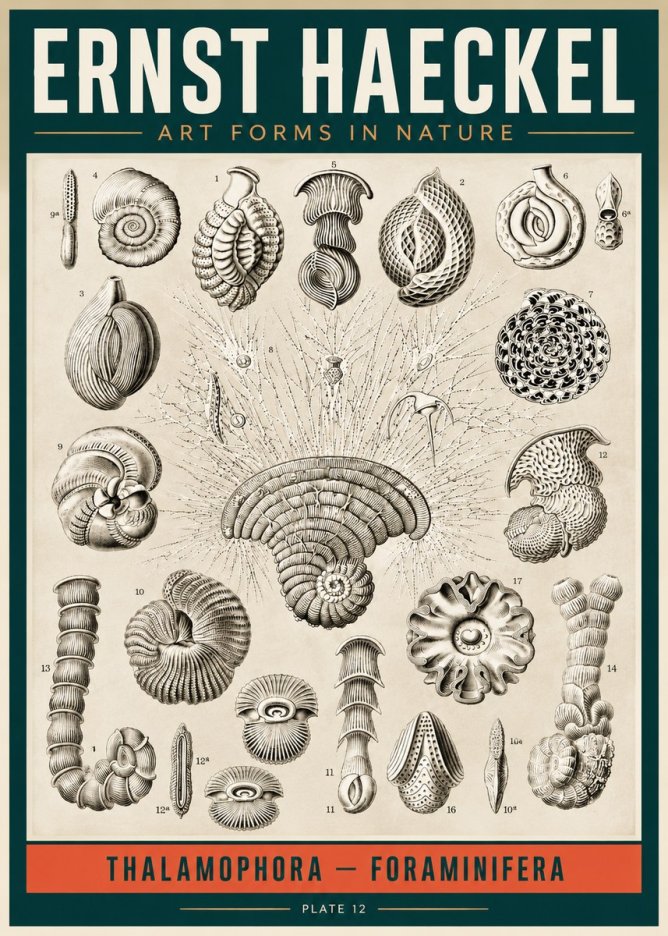 Ernst Haeckel Thalamophora – Foraminifera Plate 12 No2 - Affiche