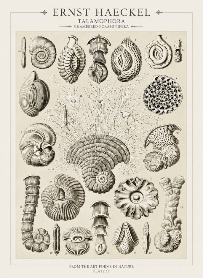 Ernst Haeckel Thalamophora – Foraminifera Plate 12 No3 - Affiche