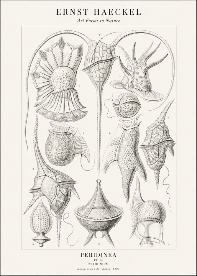 Ernst Haeckel Peridinea No2 - Affiche