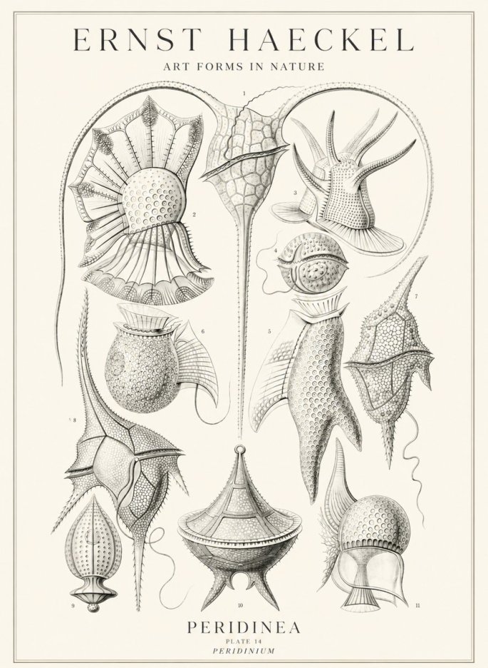 Ernst Haeckel Peridinea No3 - Affiche