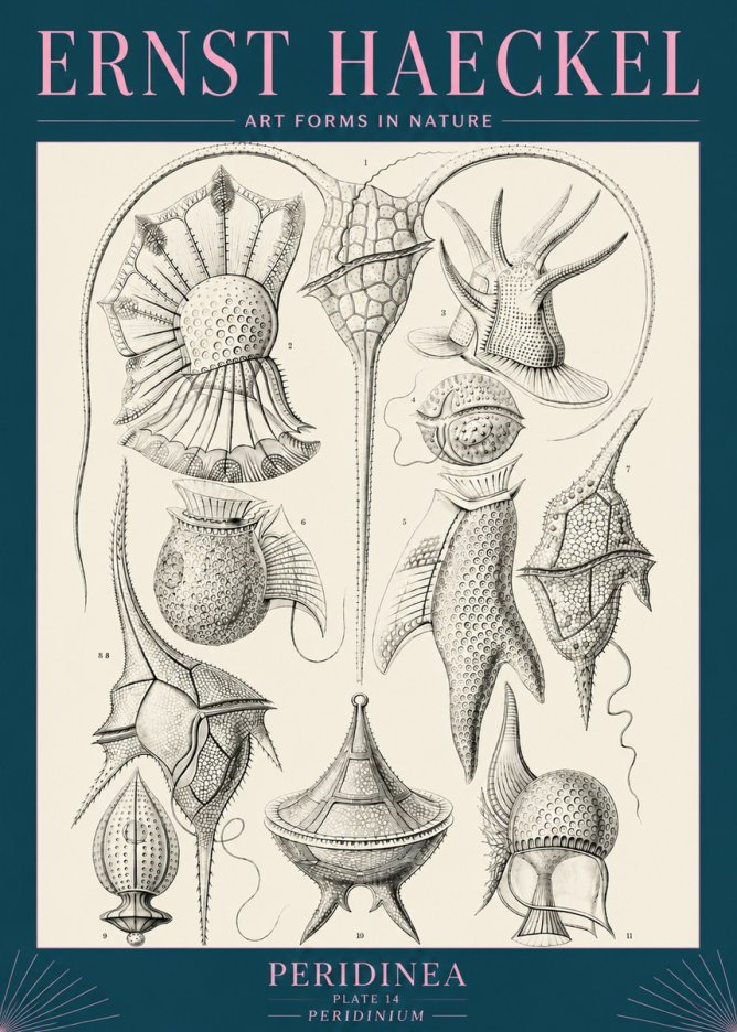 Ernst Haeckel Peridinea No5 - Affiche