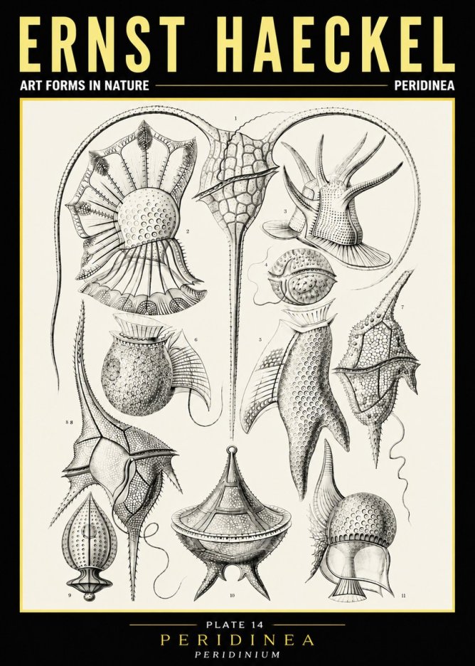 Ernst Haeckel Peridinea No6 - Affiche