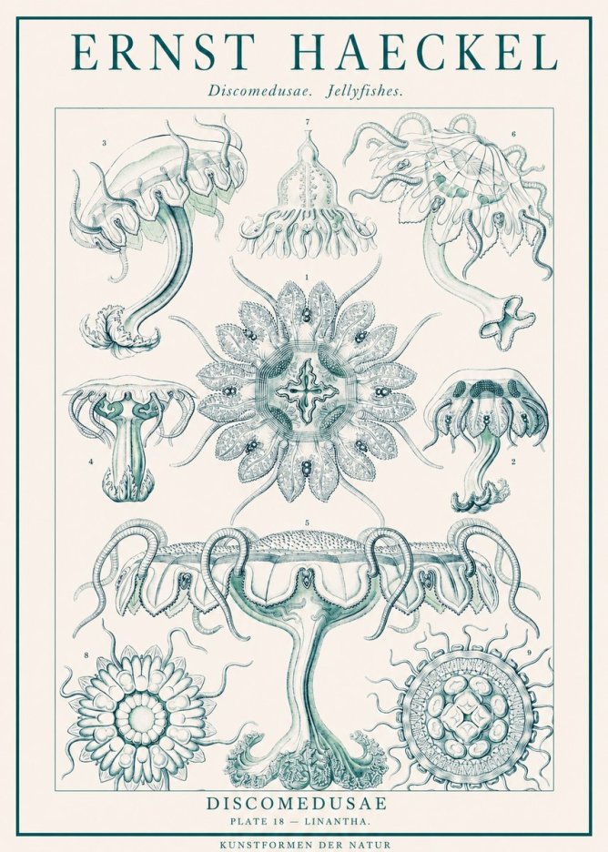 Ernst Haeckel Discomedusae. Jellyfishes. No1 - Affiche