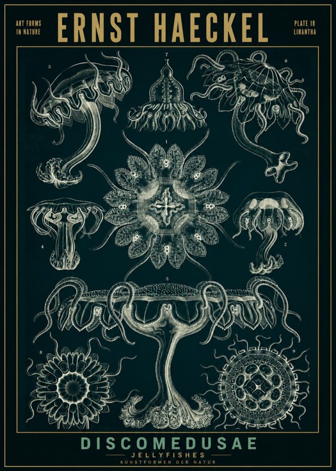 Ernst Haeckel Discomedusae. Jellyfishes. No2 - Affiche