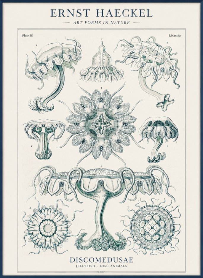 Ernst Haeckel Discomedusae. Jellyfishes. No4 - Affiche