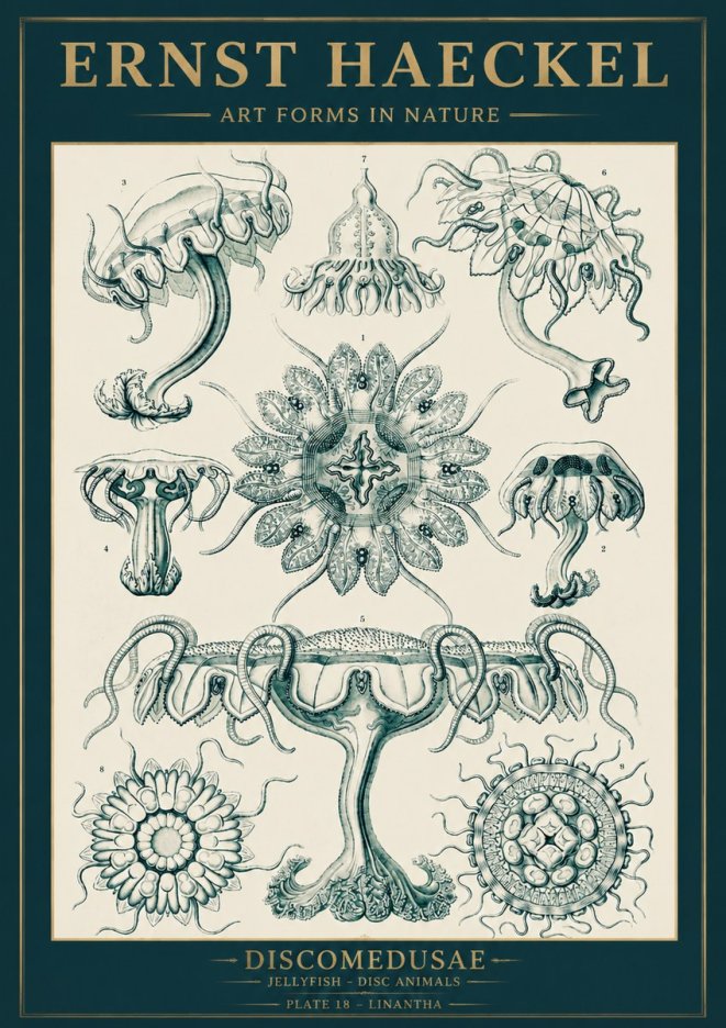 Ernst Haeckel Discomedusae. Jellyfishes. No5 - Affiche
