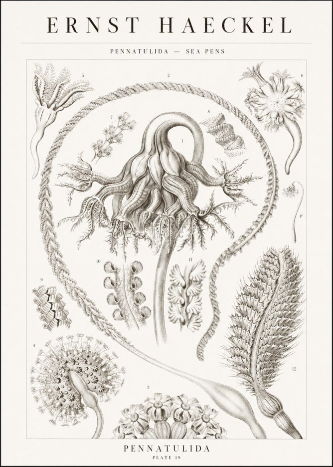 Ernst Haeckel Pennatulida - Sea Pens No1 - Affiche