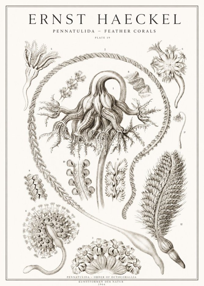Ernst Haeckel Pennatulida - Sea Pens No2 - Affiche