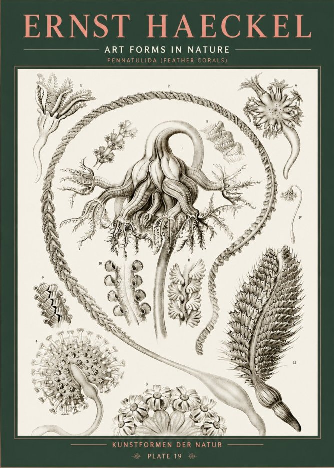 Ernst Haeckel Pennatulida - Sea Pens No5 - Affiche