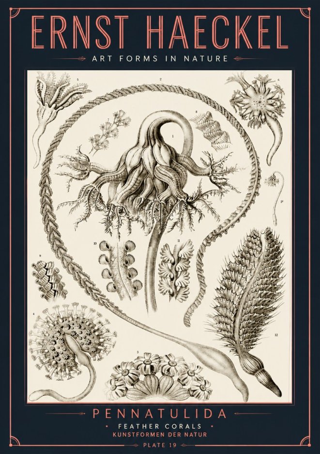 Ernst Haeckel Pennatulida - Sea Pens No6 - Affiche